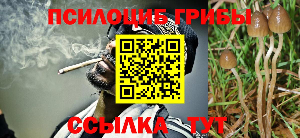 Псилоцибиновые грибы Cubensis  Карабулак  Псилоцибиновые грибы Psilocybine cubensis 